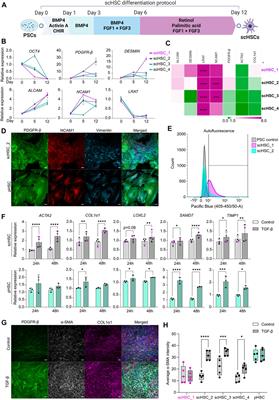 Characterization of human stem cell-derived hepatic stellate cells and liver sinusoidal endothelial cells during extended in vitro culture